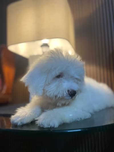 Maltese puppies , full long coated