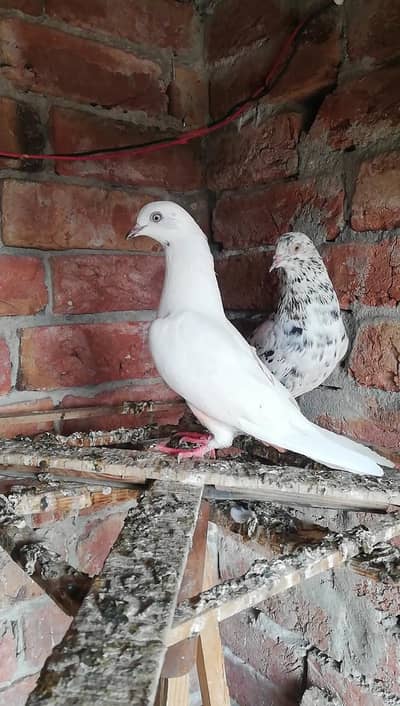 Indian nar and white madi pair for sale.
