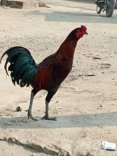Aseel Cross Desi Murga Ghar Pala Murga