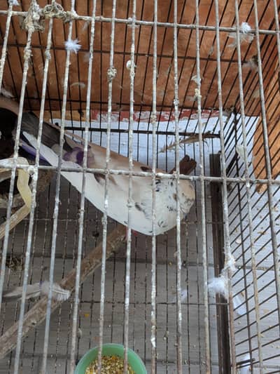 kabuter for sale connect number 03070471306