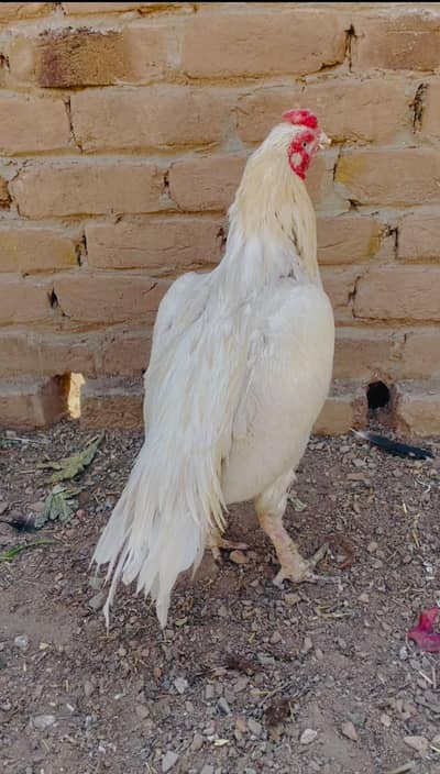 White boski Miawali