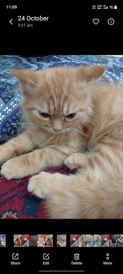 Kitten Persian Tripple Coat Female,Long Hairs Full Active