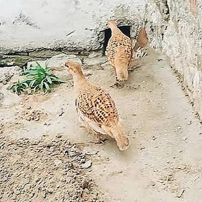irani teetar female for sale