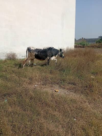 Waleeti Kara's Cow For Sale