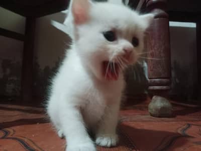 Cat baby