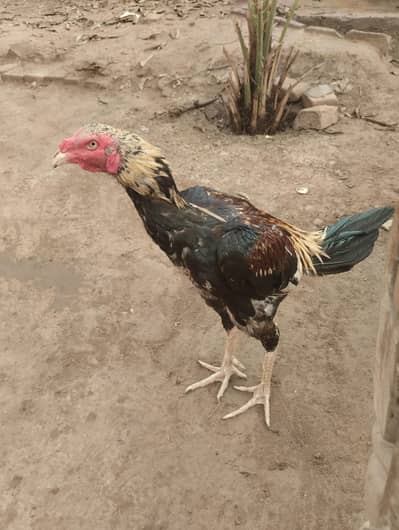 for sale