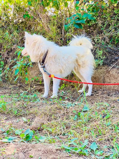 Dog name Basha