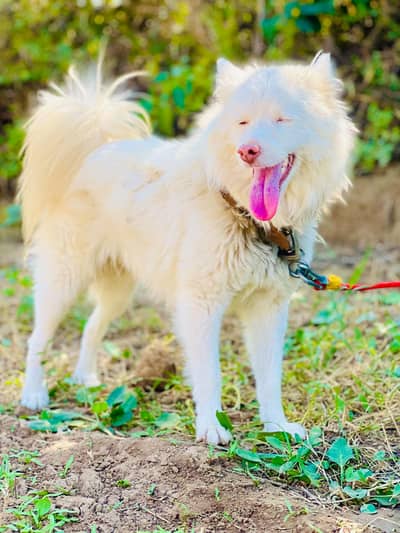 Russian Dogs || Russian male || Dog for sale