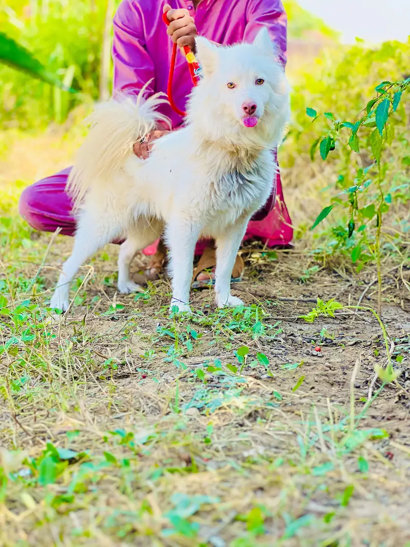 Russian Dogs || Russian male || Dog for sale — photo 3
