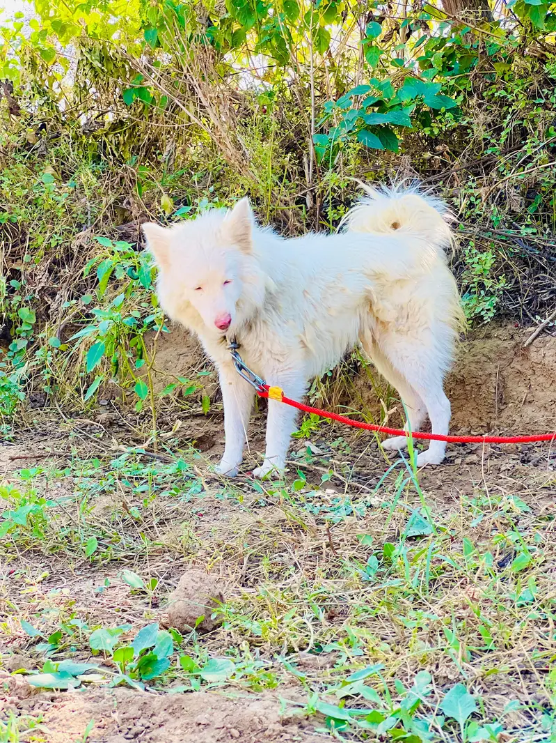 Russian Dogs || Russian male || Dog for sale — photo 2