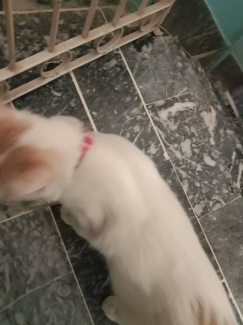 Persian cat 0