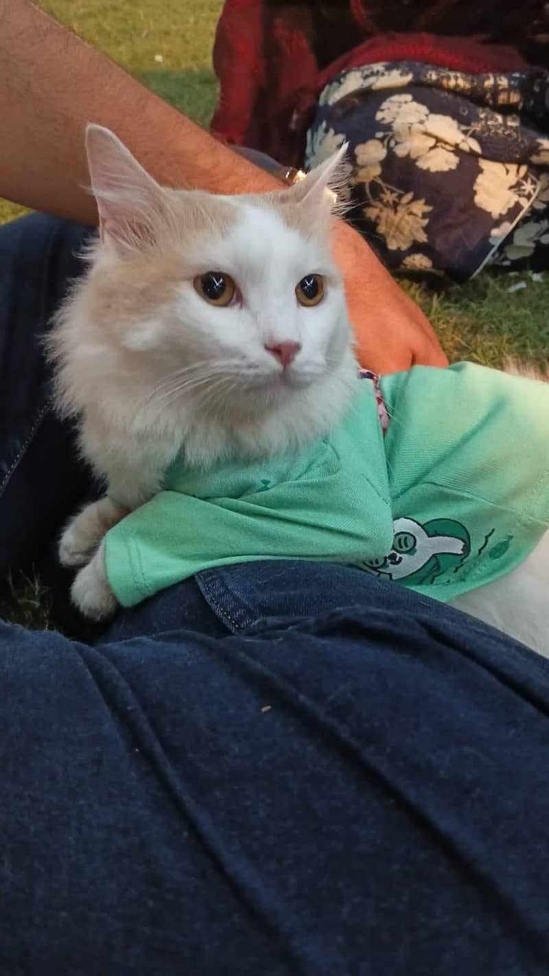 Persian cat 1