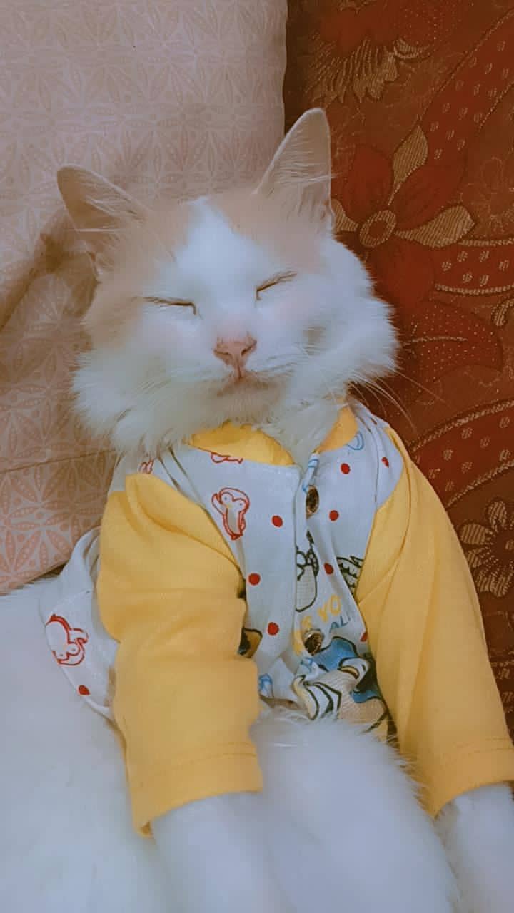 Persian cat 2