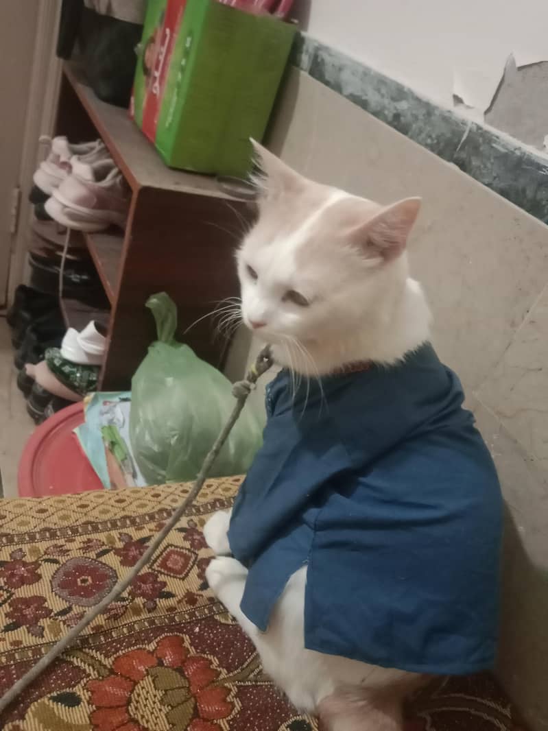 Persian cat 3