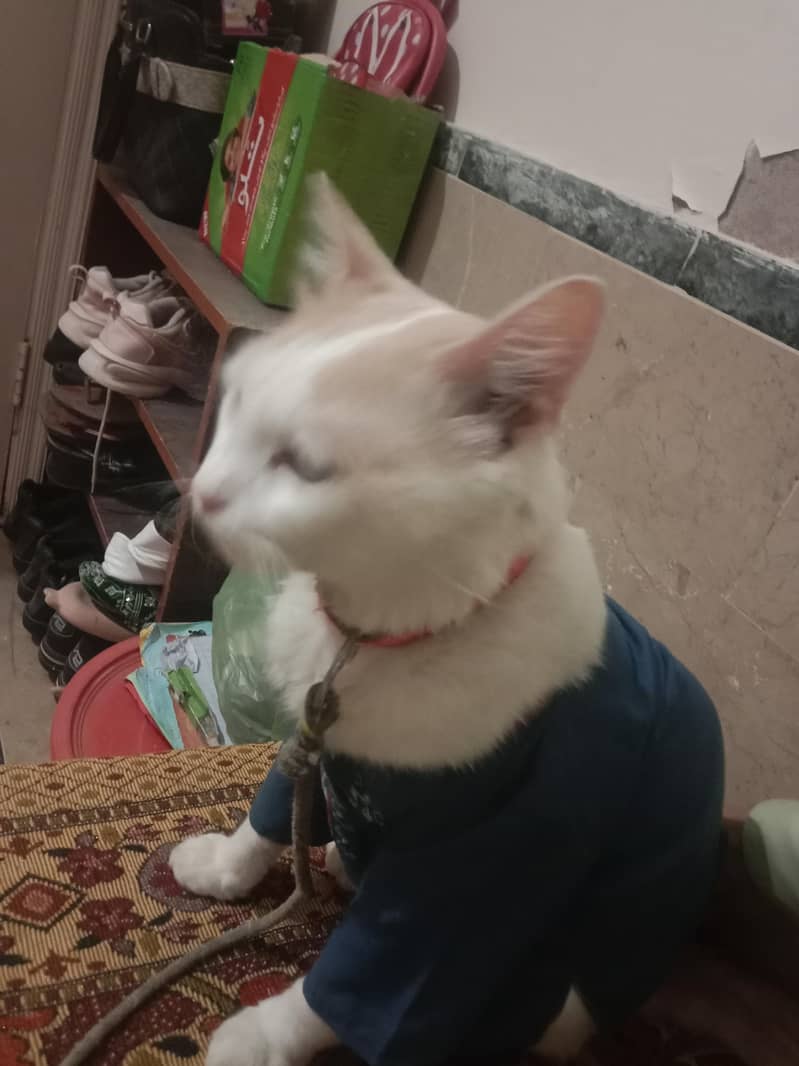 Persian cat 4