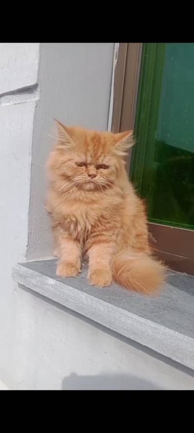 Persian cat for Sale | Lahore | Cargo Available All Pakistan