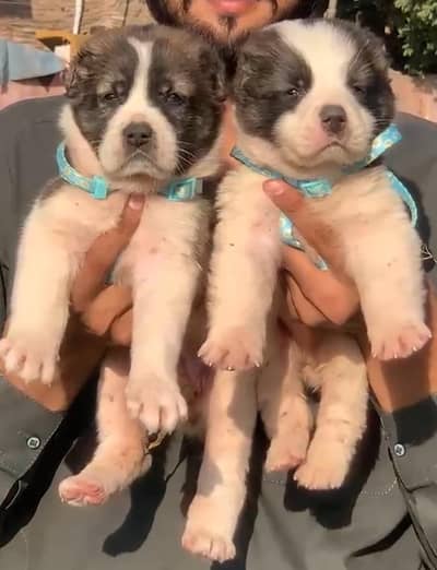alabai kuche pair for sale active and healthy available contact number