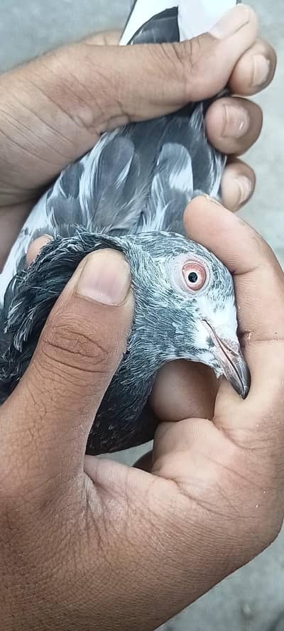 Ak female