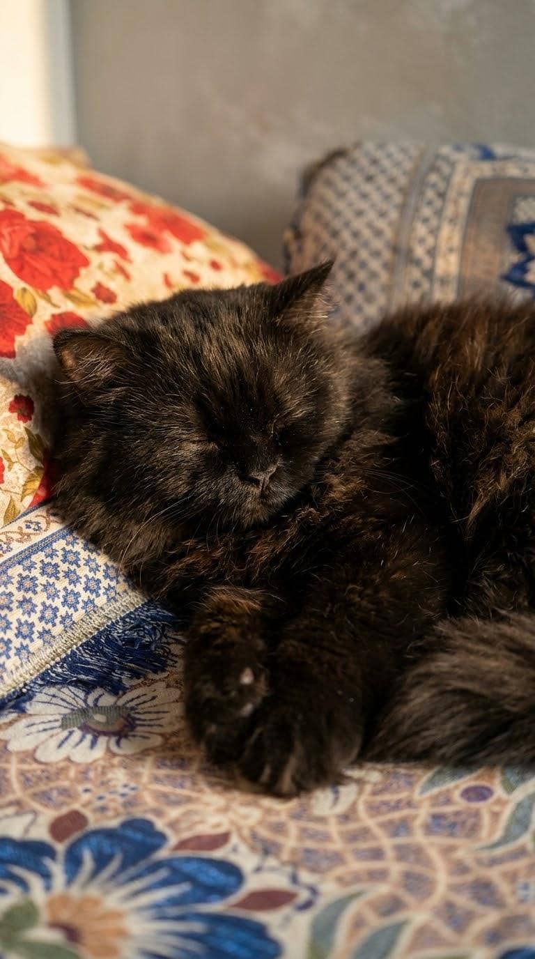 Persian Cat 0