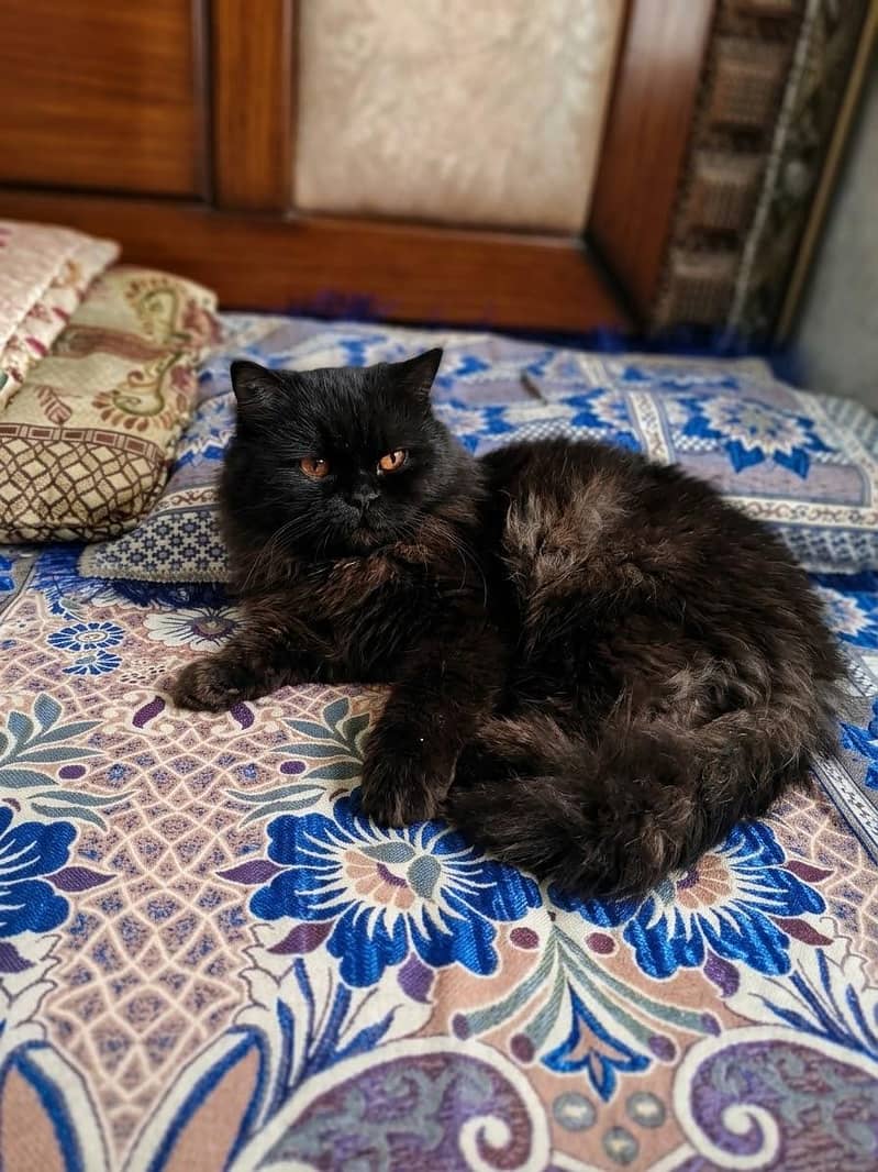 Persian Cat 1