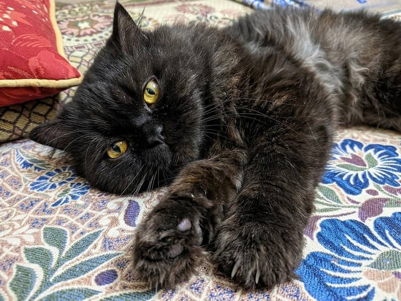 Persian Cat 2