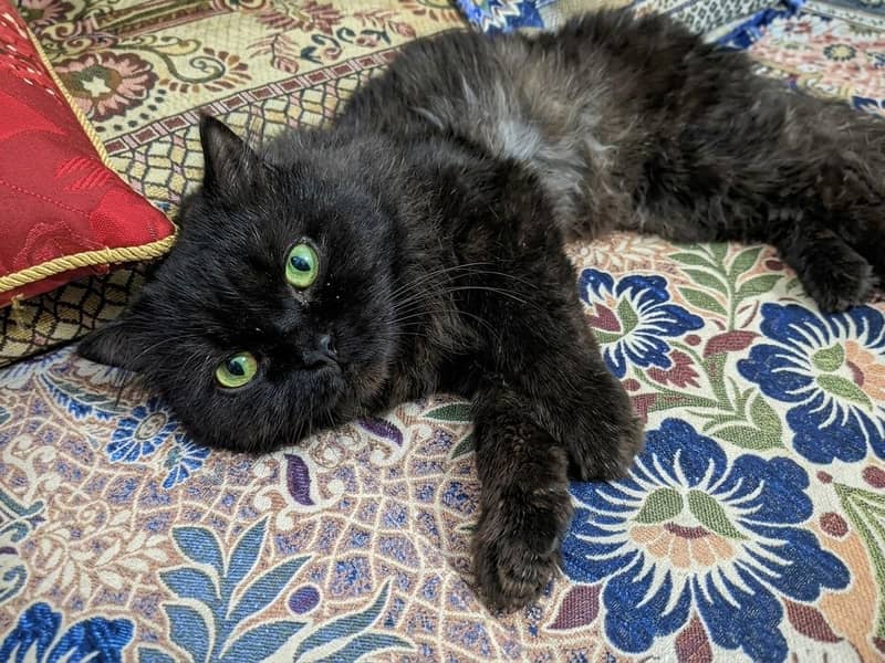 Persian Cat 3