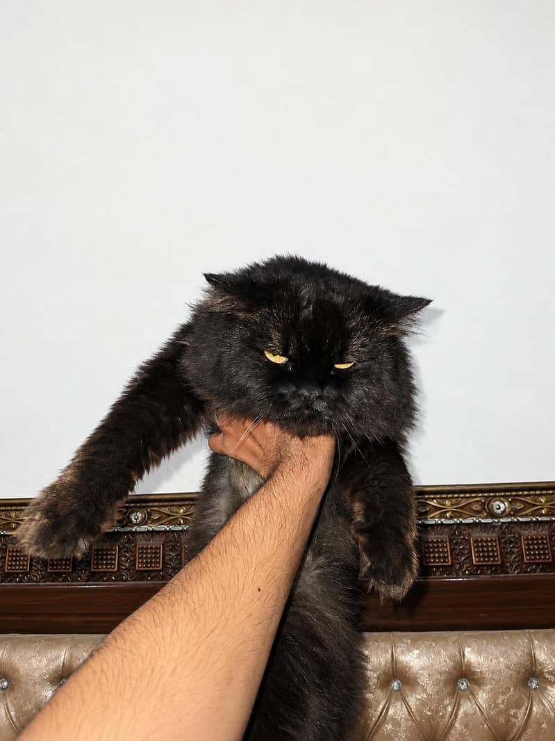 Persian Cat 4
