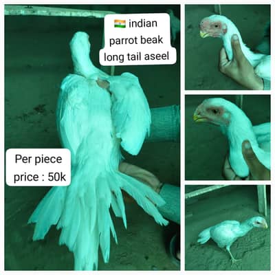 fancy hens / indian parrot beak / Phoenix hens / yokohama hens / hen