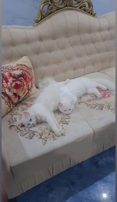 Male and female 2 cats vaccinated ha