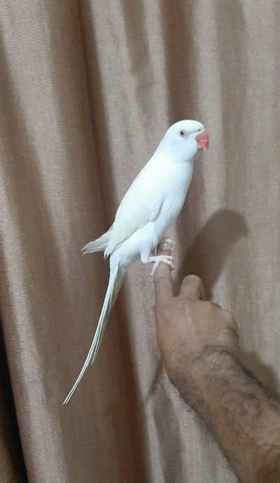 White Ringneck Male fully handtamed
