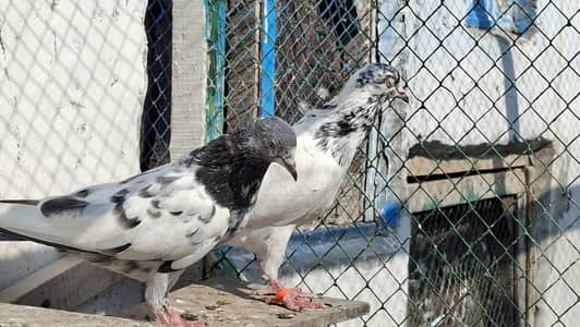 10 Kabotr Joro wale For Sale tedy Mian nazer wale salkoti