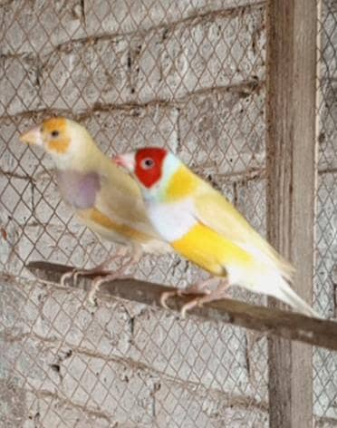 Goldian yellow back pair
