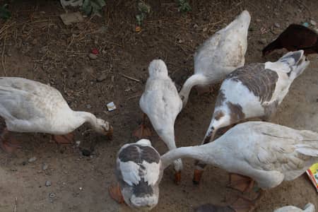 longneck ducks