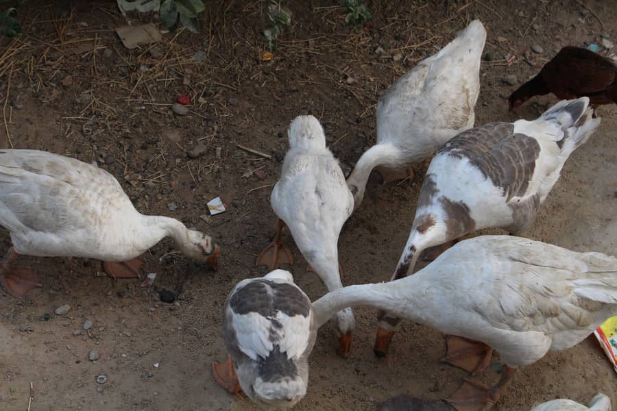 longneck ducks 0