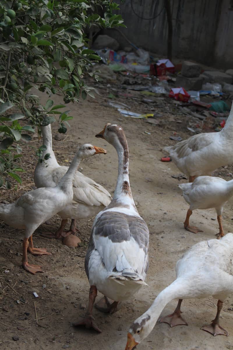 longneck ducks 1