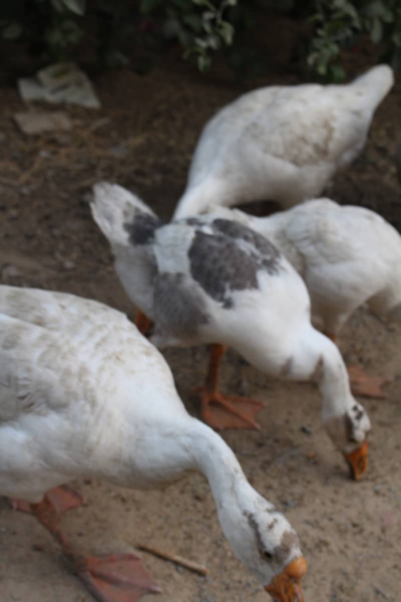 longneck ducks 2