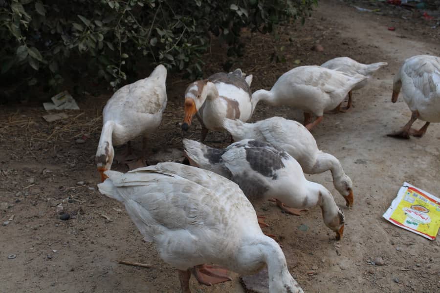 longneck ducks 3