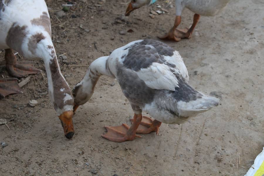 longneck ducks 4