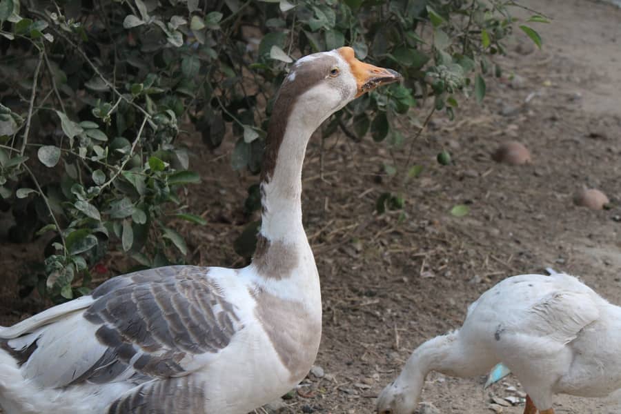 longneck ducks 5