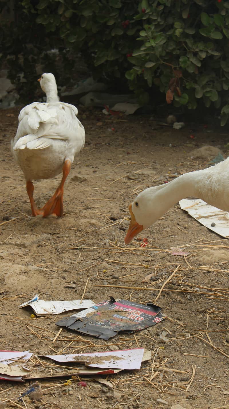 longneck ducks 6