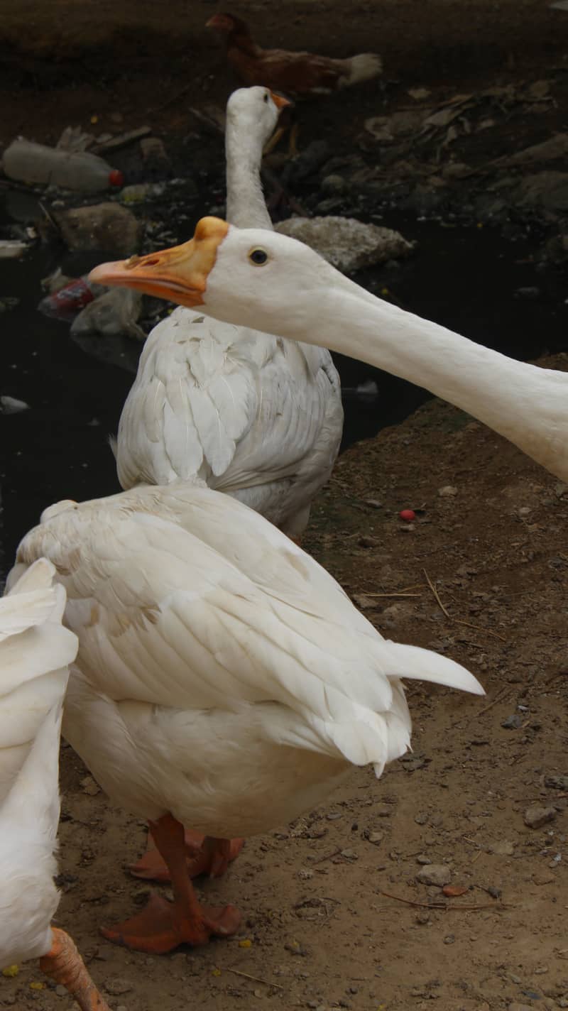 longneck ducks 7