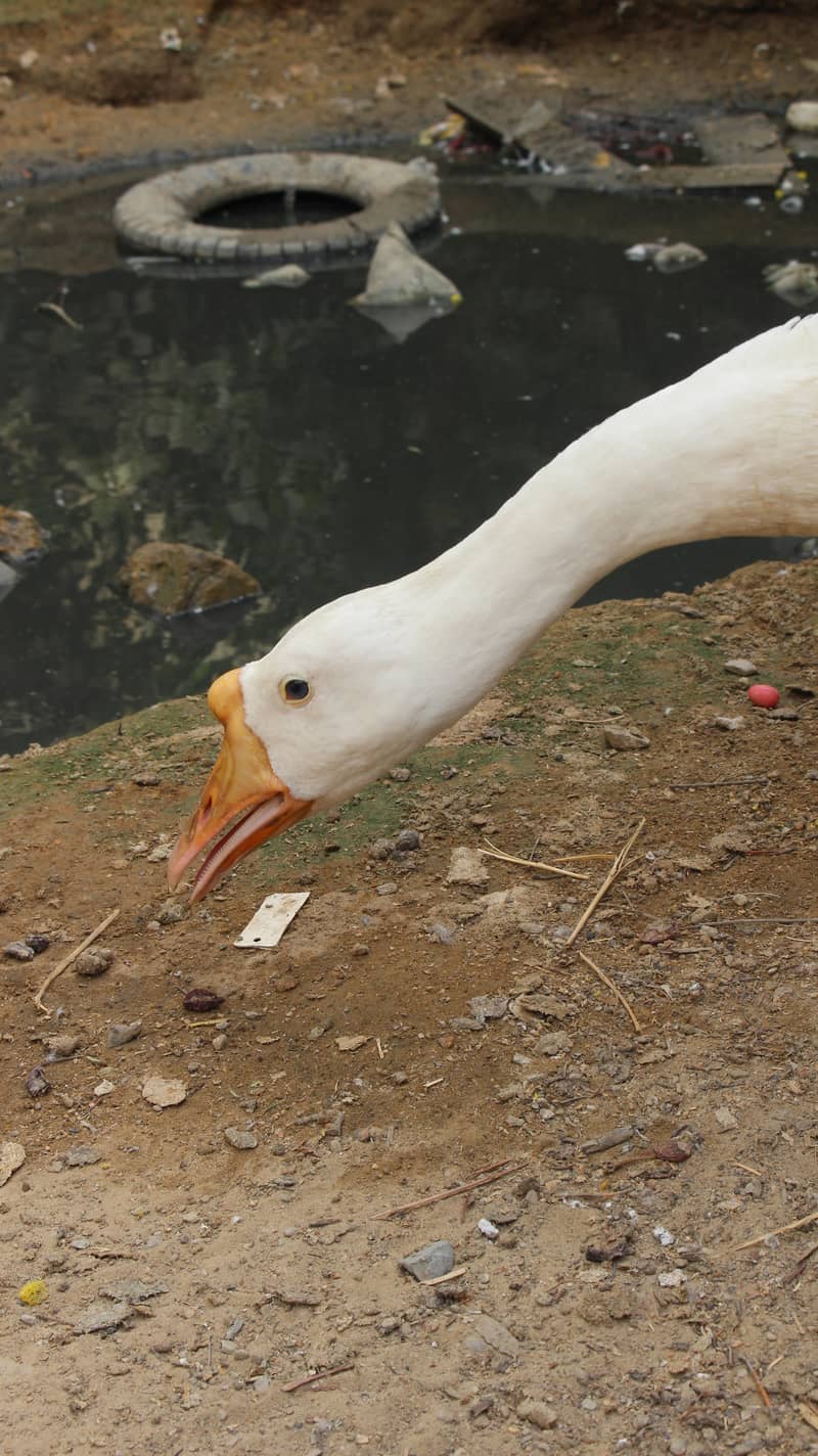 longneck ducks 8