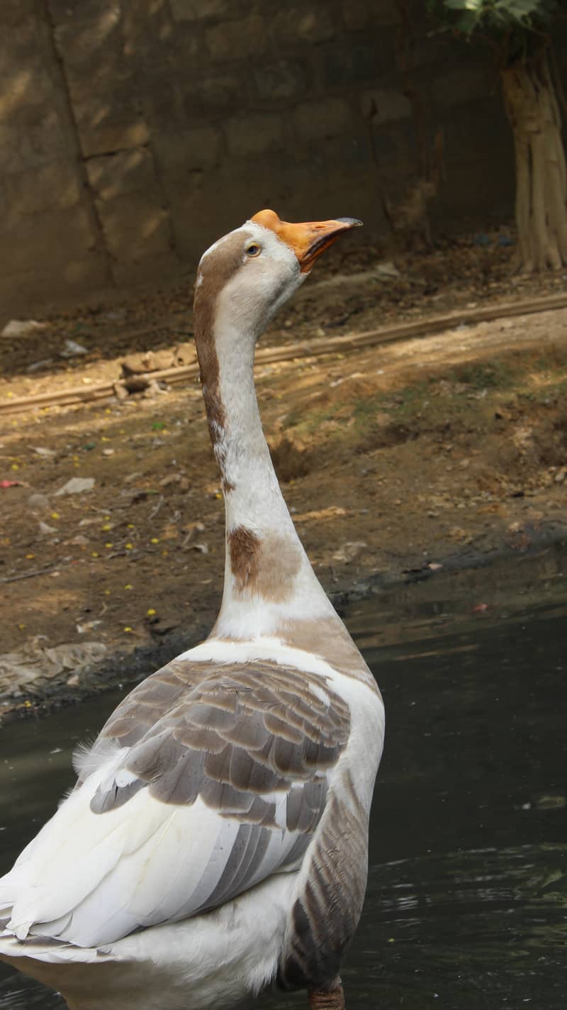longneck ducks 9