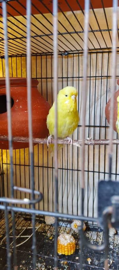 Exhibition Quality Pair for sale (Urgent)
