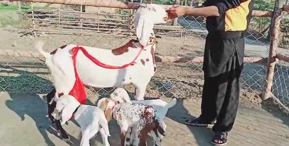 Desi Bakri Our 3 Bacchon Ka Sath Urgent __ O37O48I5729