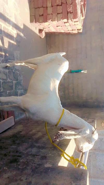 Gujranwala - Pure White Teddy Female Path 8 Months - Rs 40000