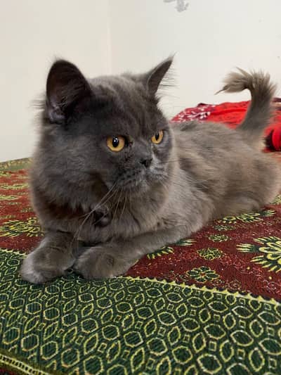 Grey British Longhair Persian male cat
