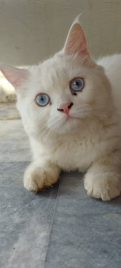 Blue Eyes Persian Cats pair