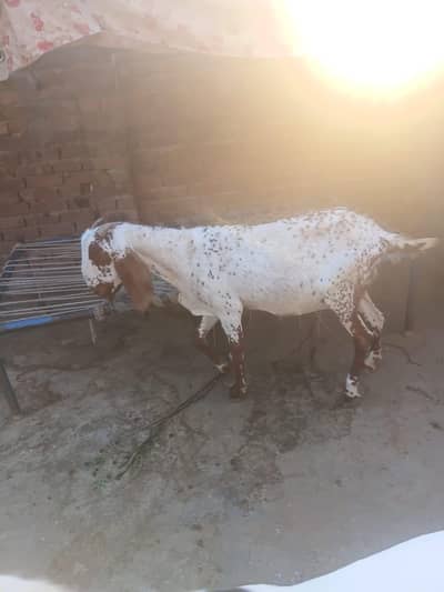 Desi Bakri