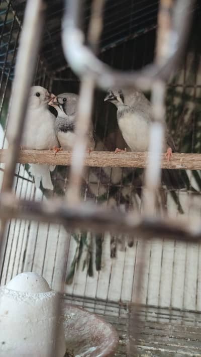 Different Mutation Self chicks available